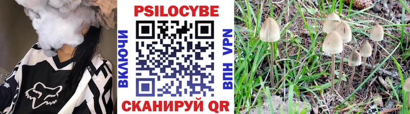 Галлюциногенные грибы Psilocybe  Черногорск 